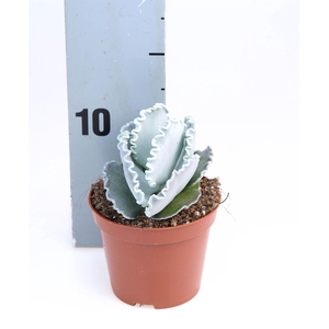 Cotyledon undulata