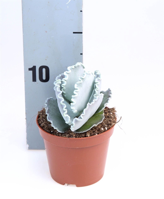 <h4>Cotyledon undulata</h4>
