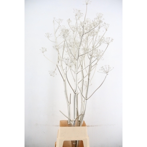DF Ferule Platina Seeds