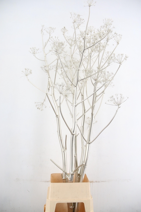 <h4>DF Ferule Platina Seeds</h4>