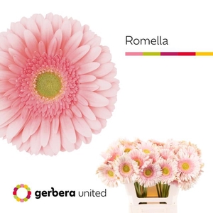 GE GR ROMELLA