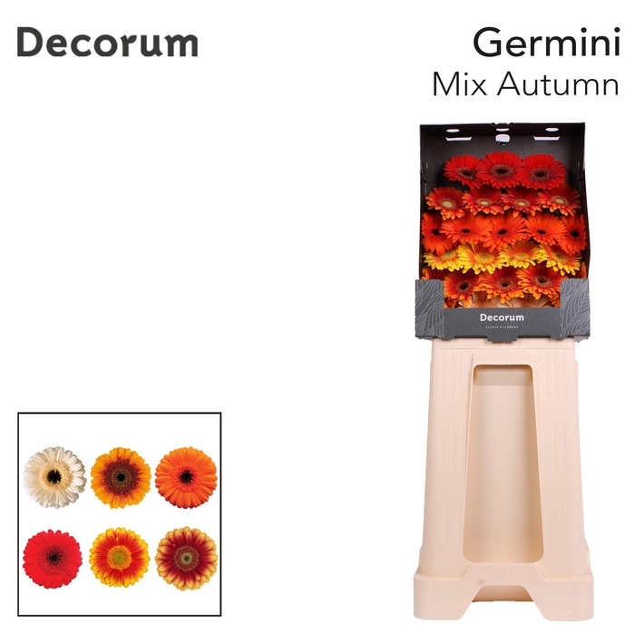 <h4>Germini Mix Autumn Diamond</h4>