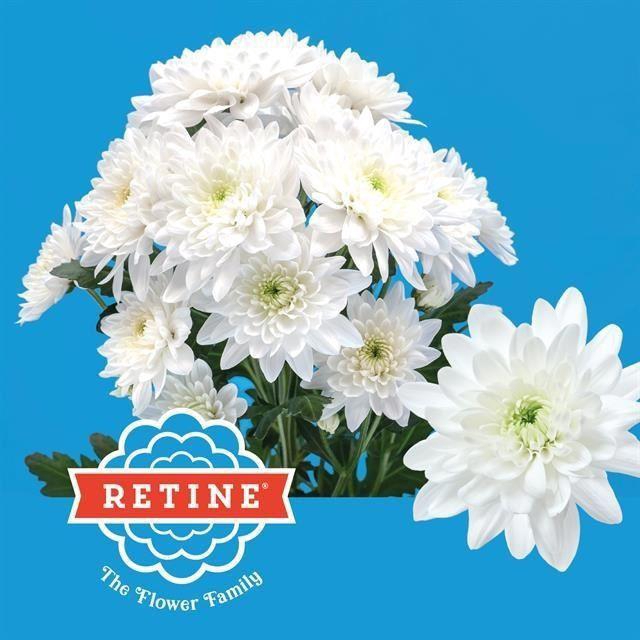 <h4>Chr tr Pina Colada</h4>