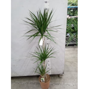 Dracaena marg.