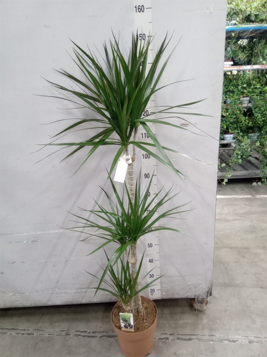 <h4>Dracaena marg.</h4>