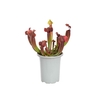 CARNIVORA SARRACENIA PURPUREA RED P12