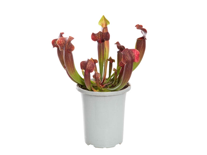 CARNIVORA SARRACENIA PURPUREA RED P12