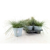 arr8 Isolepis Cernua