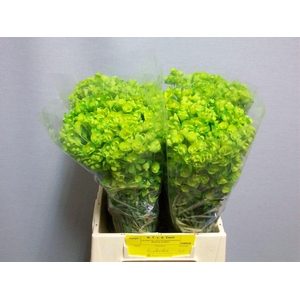 EUPH SPINOSA EUPH OV