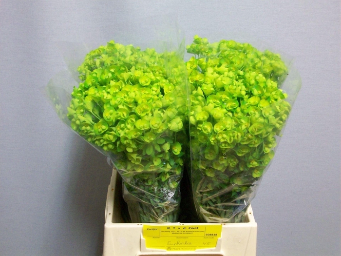 <h4>EUPH SPINOSA EUPH OV</h4>