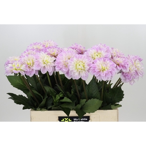 Dahlia Cayen