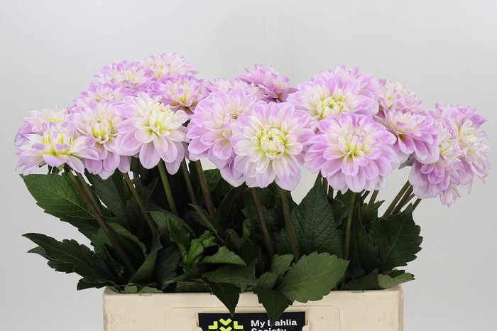 <h4>Dahlia Cayen</h4>