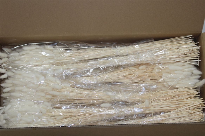 <h4>Dried Lagurus Bleached</h4>