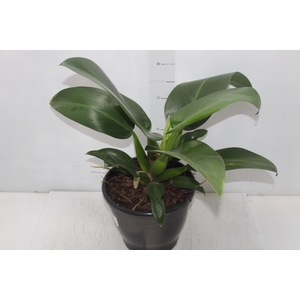 PHILODENDRON PACOVA P24