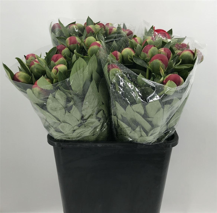 <h4>PAEONIA DIANA PARKS</h4>