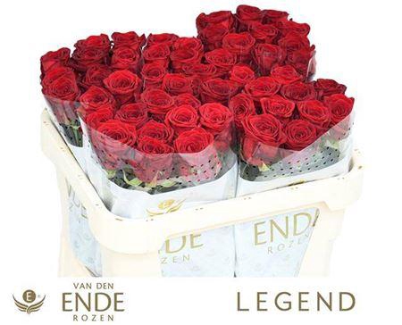 <h4>R Gr Red Naomi</h4>