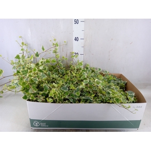 Hedera helix 'White Wonder'