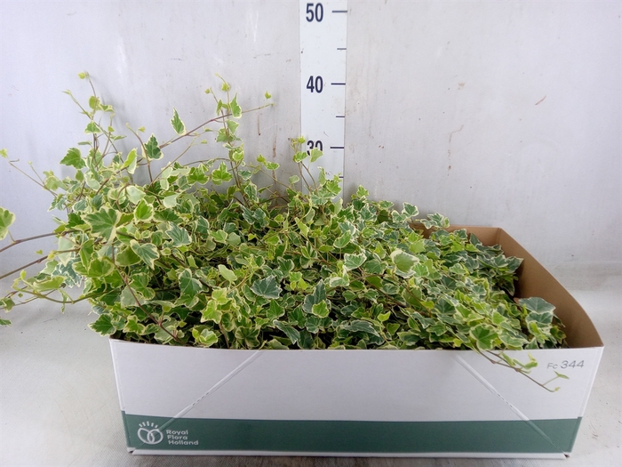 <h4>Hedera helix 'White Wonder'</h4>