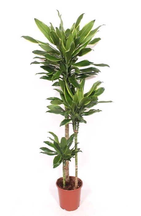 <h4>Dracaena frag. 'Golden Coast'</h4>