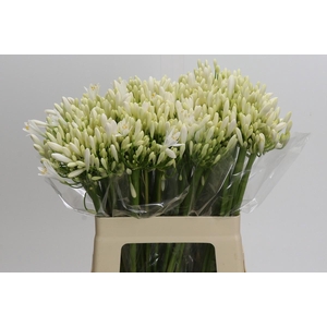 Agapanthus EYFORI White