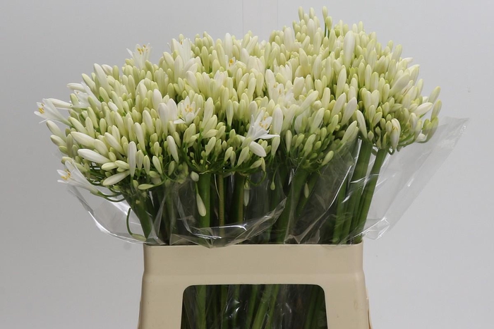 <h4>Agapanthus EYFORI White</h4>