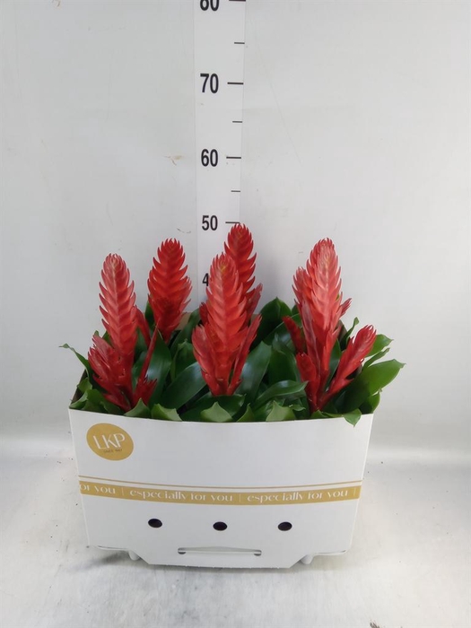 <h4>Vriesea 'Style'</h4>