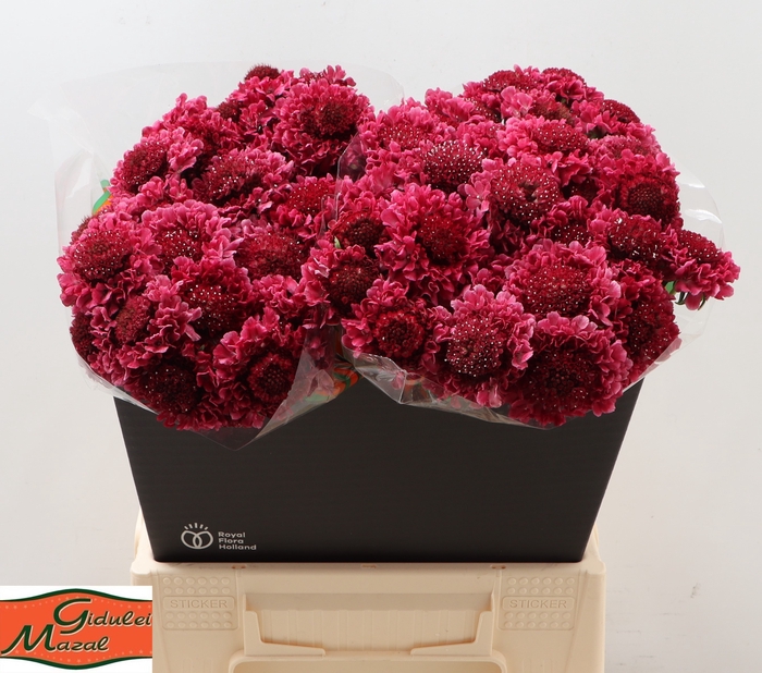 <h4>Scab At Dark Cherry Scoop</h4>