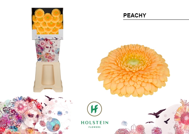 <h4>GE MB Gerponi Peachy diamond x80</h4>