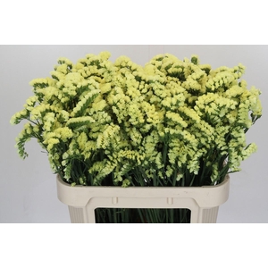 Limonium sinuatum Star Eze