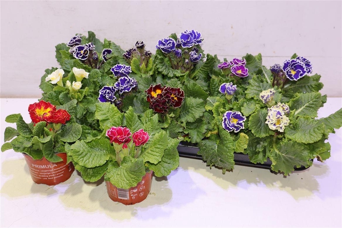 <h4>arr8 Prim Ac Siroco Gem</h4>