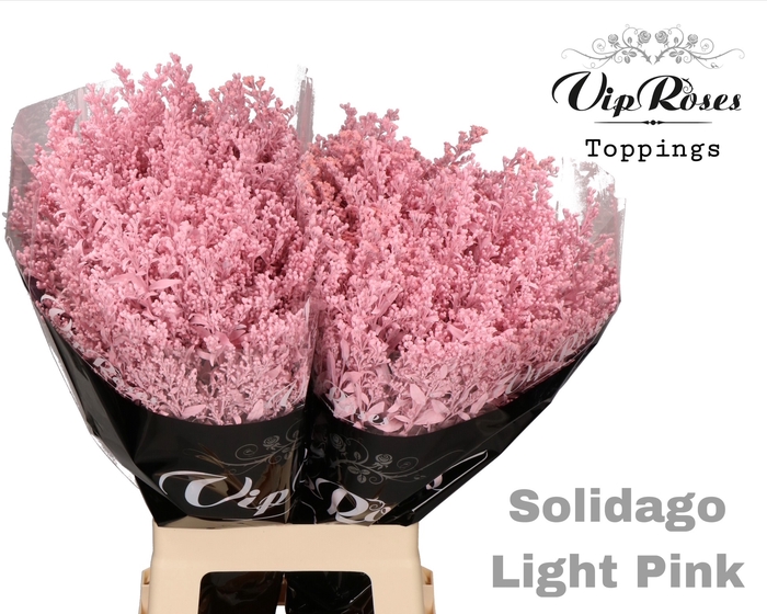 SOLIDAGO LIGHT PINK