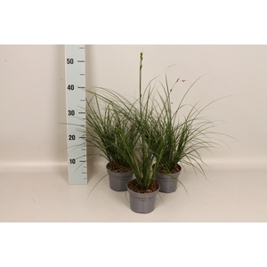 Overig 12 cm Carex brunnea Green