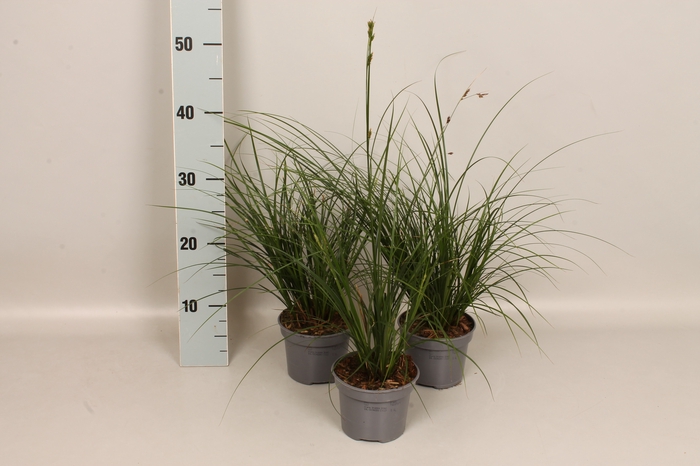 Overig 12 cm Carex brunnea Green