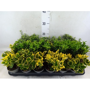 Euonymus japon.   ...mix