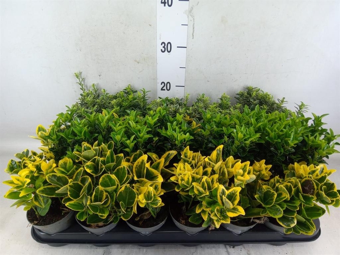 <h4>Euonymus japon.   ...mix</h4>