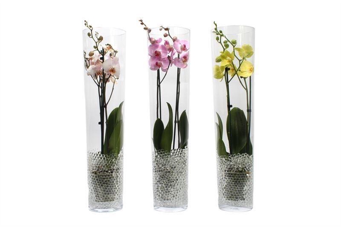 <h4>Conisch 70cm Phal Mix 2T14+ met Blanco waterpearls</h4>