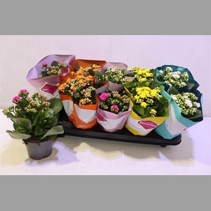 Kalanchoe Double Deluxe Mix