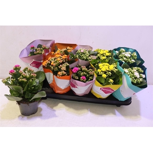 Kalanchoe Double Deluxe Mix