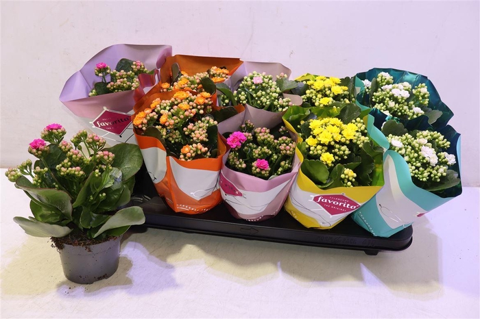 <h4>Kalanchoe Double Deluxe Mix</h4>