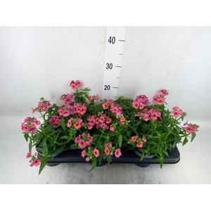 Nemesia  'Angelart Raspberry´'