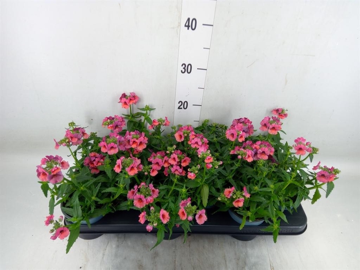 <h4>Nemesia  'Angelart Raspberry´'</h4>