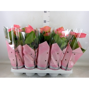 Anthurium andr. 'Sweet Dream'