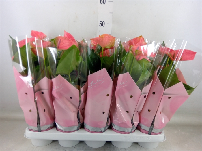 <h4>Anthurium andr. 'Sweet Dream'</h4>