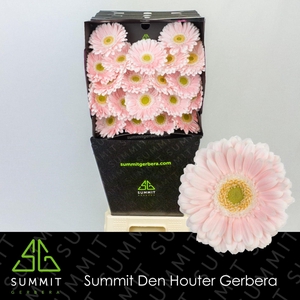 Germini Crespo Diamond