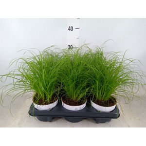 Cyperus alternifolius 'Zumula'