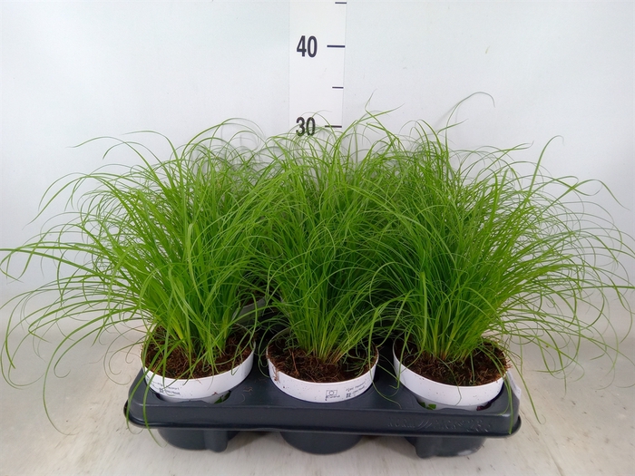 <h4>Cyperus alternifolius 'Zumula'</h4>
