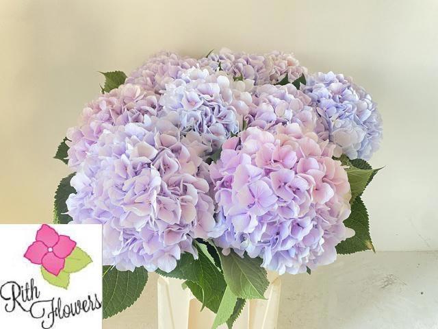 <h4>HYDR M CH VERENA BL</h4>