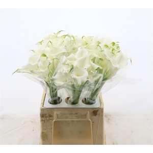 Calla White Mambo