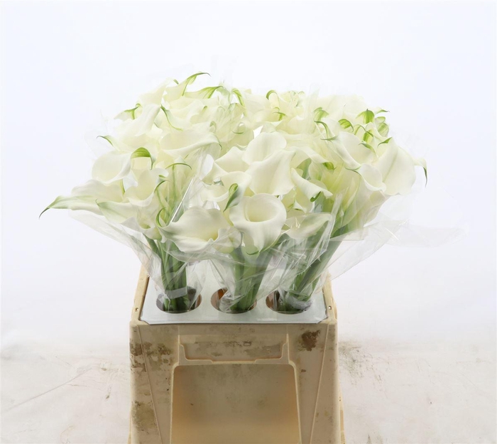 <h4>Calla White Mambo</h4>