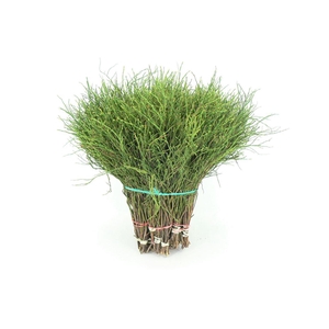 Heidelbeer 42cm Per Tak